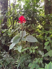 Stenostephanus
