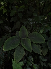 Stenostephanus