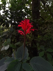 Stenostephanus