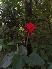 Stenostephanus