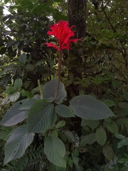 Stenostephanus