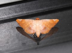 Calindoea atripunctalis