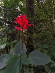 Stenostephanus