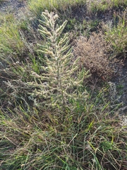 Echium italicum biebersteinii