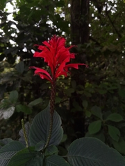 Stenostephanus