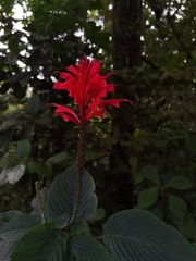 Stenostephanus