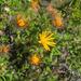 Kleinkaroo Hairdaisy - Photo (c) Ismail Ebrahim, some rights reserved (CC BY-NC), uploaded by Ismail Ebrahim