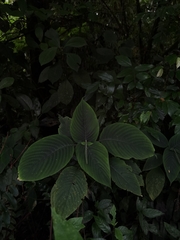 Stenostephanus
