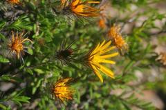 Gorteria integrifolia