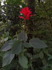 Stenostephanus