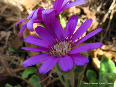 Senecio macrocephalus