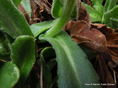 Senecio macrocephalus