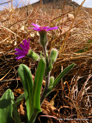 Senecio macrocephalus