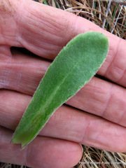 Senecio macrocephalus