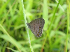 Hermeuptychia canthe