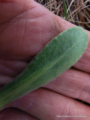 Senecio macrocephalus