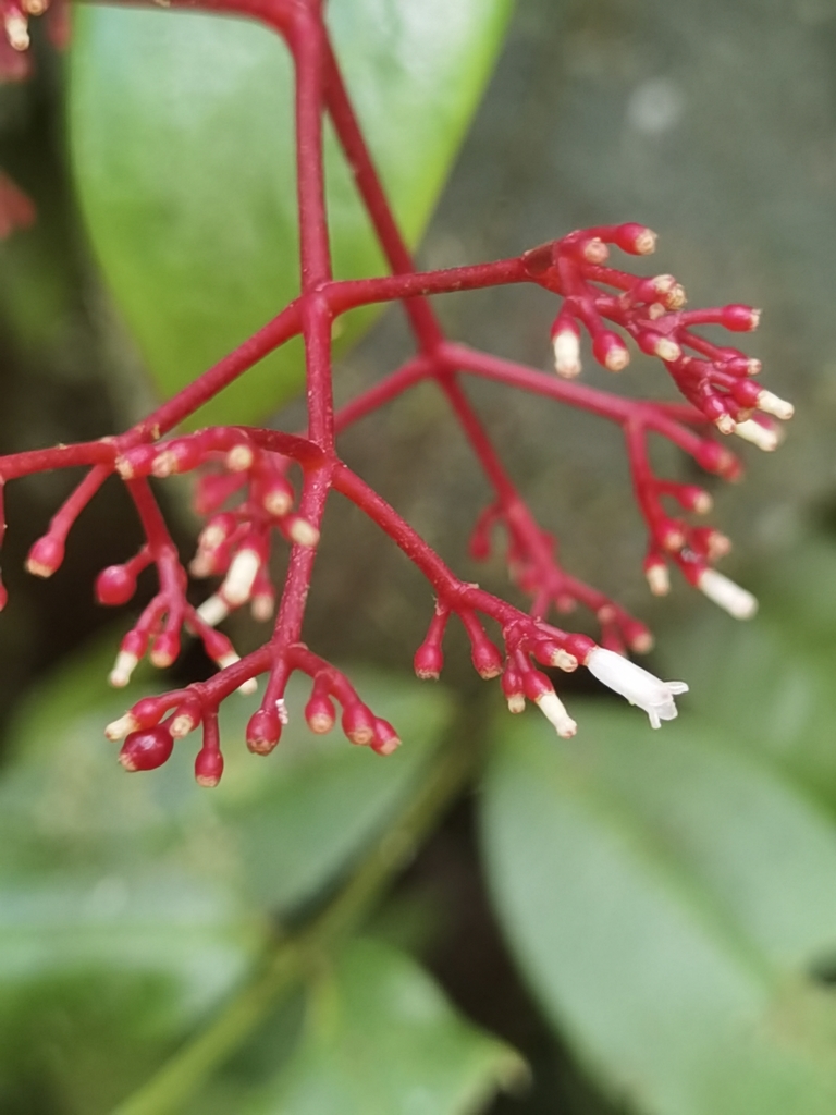 Notopleura epiphytica