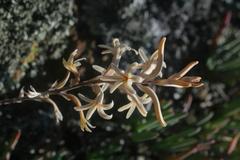 Haworthia herbacea