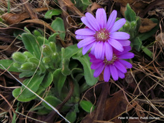 Senecio macrocephalus