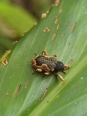 Elytrocoptus lemniscatus