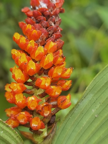 Elleanthus hymenophorus