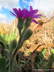Senecio macrocephalus
