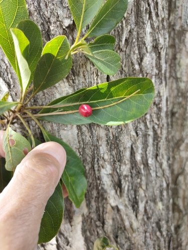 Brown Damson (Terminalia porphyrocarpa)