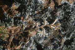 Haworthia herbacea