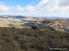 Senecio macrocephalus