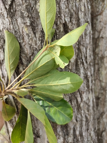 Image of Terminalia porphyrocarpa by (c) Tony van Kampen, some rights reserved (CC BY)