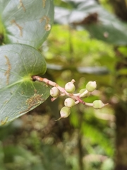 Cavendishia complectens