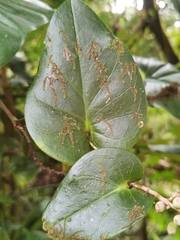 Cavendishia complectens