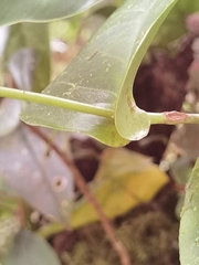 Cavendishia complectens