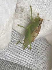 Orchelimum gladiator