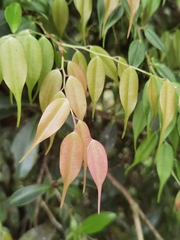 Cavendishia melastomoides