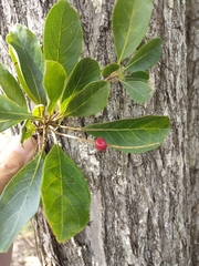 Terminalia porphyrocarpa