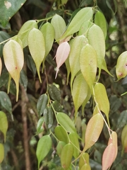 Cavendishia melastomoides