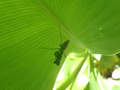 Tithrone roseipennis