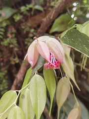 Cavendishia melastomoides