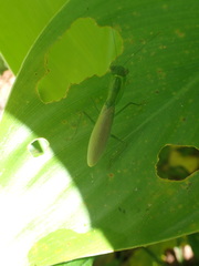 Tithrone roseipennis