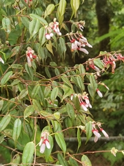 Cavendishia melastomoides