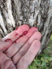 Terminalia porphyrocarpa