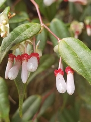 Cavendishia melastomoides