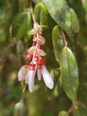 Cavendishia melastomoides