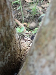 Copeoglossum aurae