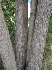 Terminalia porphyrocarpa