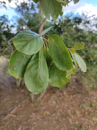 Image of Terminalia porphyrocarpa by (c) Tony van Kampen, some rights reserved (CC BY)