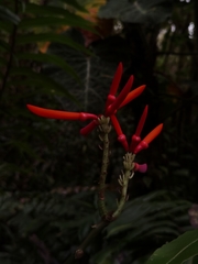 Erythrina gibbosa