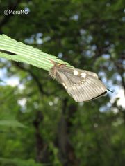 Paradirphia fumosa