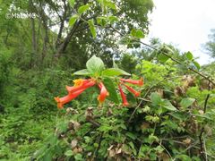 Bouvardia chrysantha